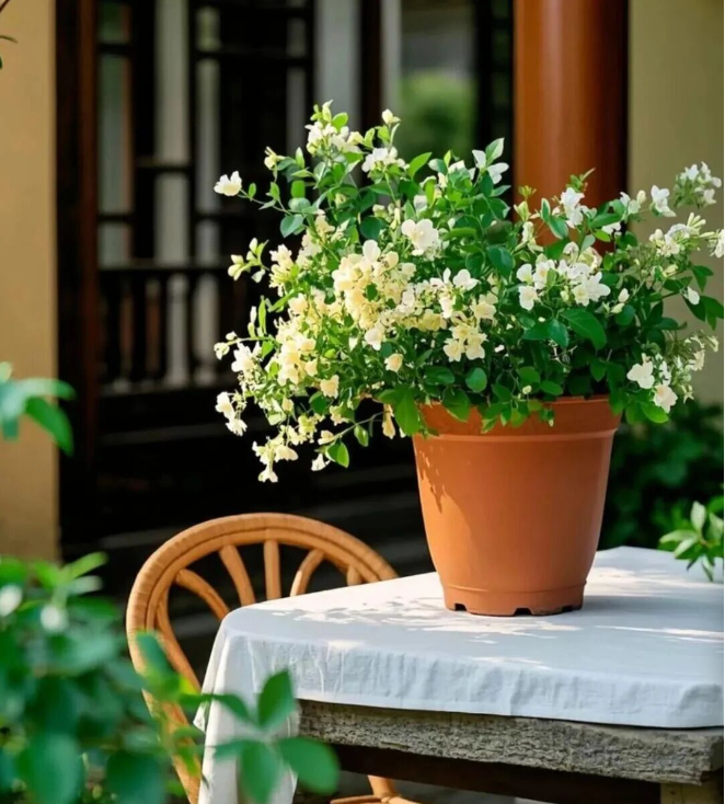 李勇诗词 ｜ 我渴望拥抱茉莉花般的时光