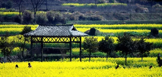 河北最美油菜花海，你最想去哪个？