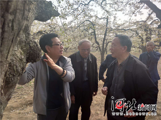 看梨花说非遗“赵州梨的传说”入选市级非遗名录
