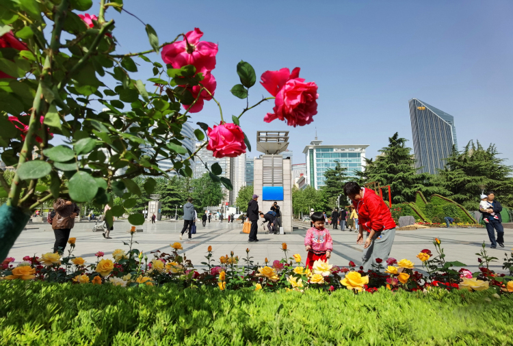 一起去看花！石家庄市第十七届月季花展五一开展